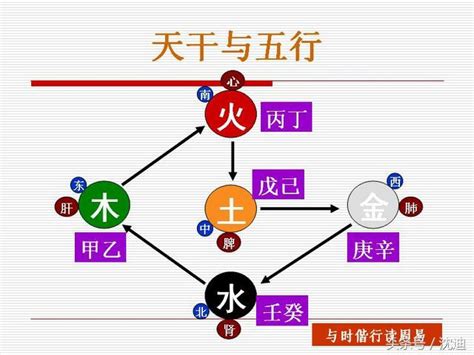 寅卯 系列|论甲木系列（六）